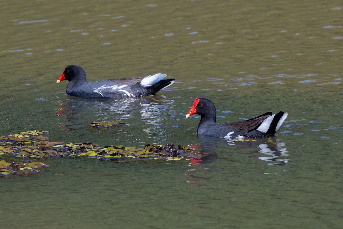 Common Gallinule - ML643432864
