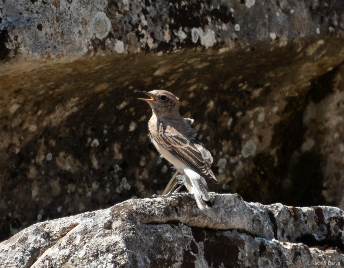Eastern Black-eared Wheatear - ML643432867