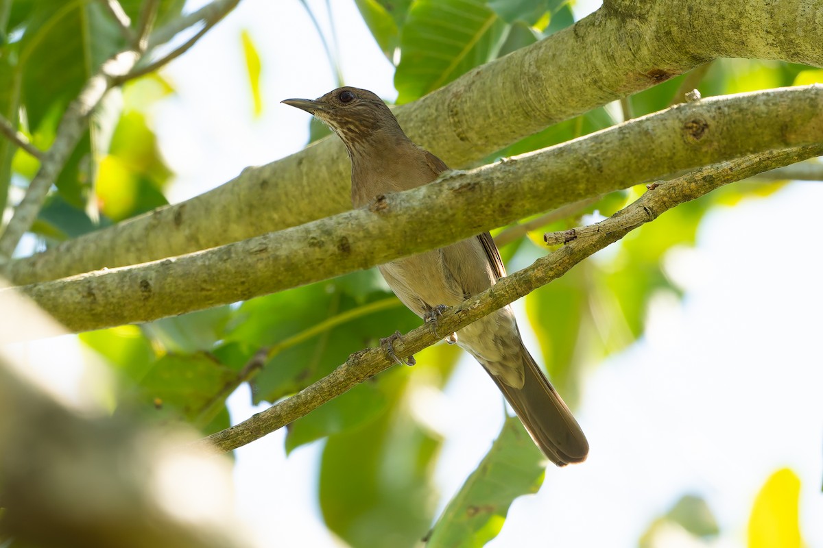 Pale-breasted Thrush - ML643432868