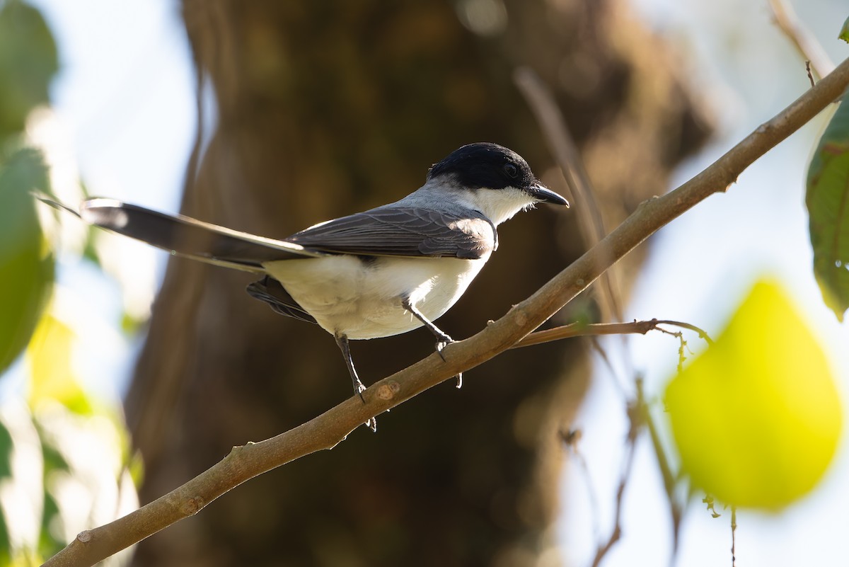 Fork-tailed Flycatcher - ML643432886