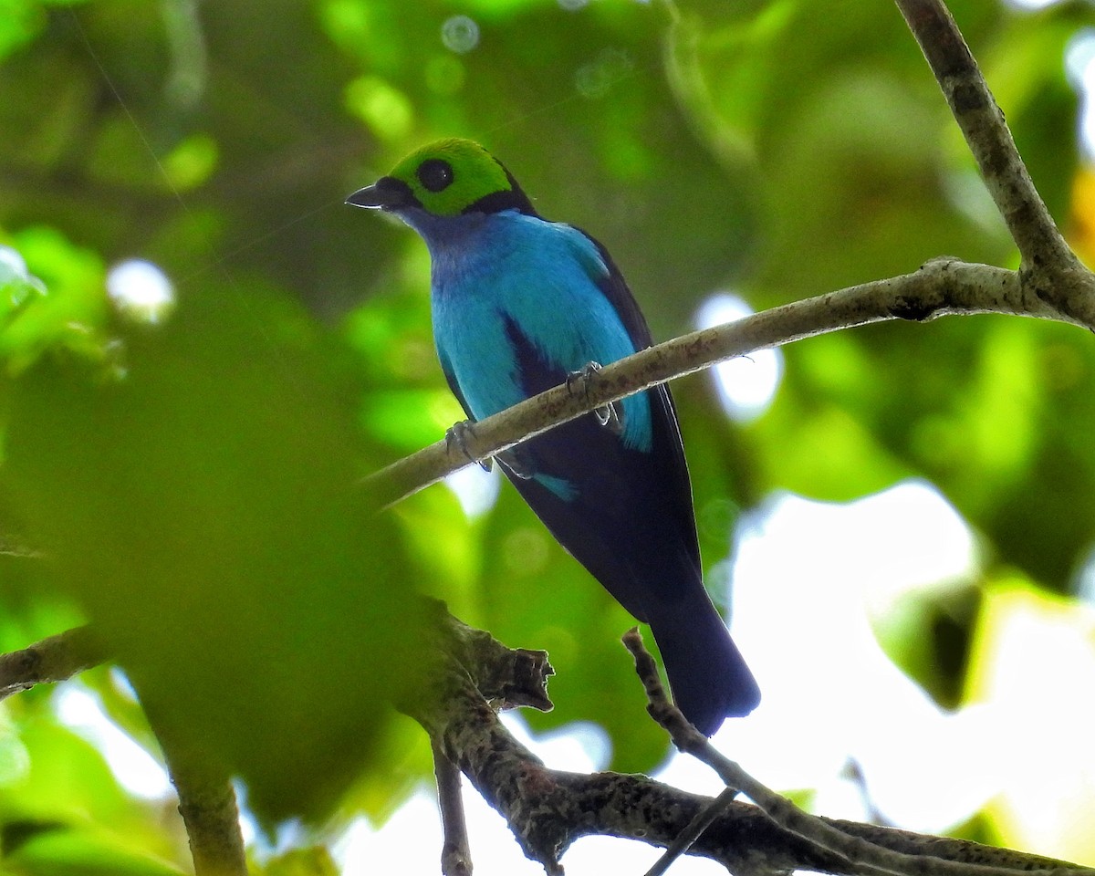 Paradise Tanager - ML643432887