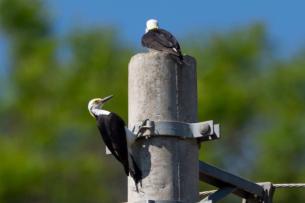 White Woodpecker - ML643432893