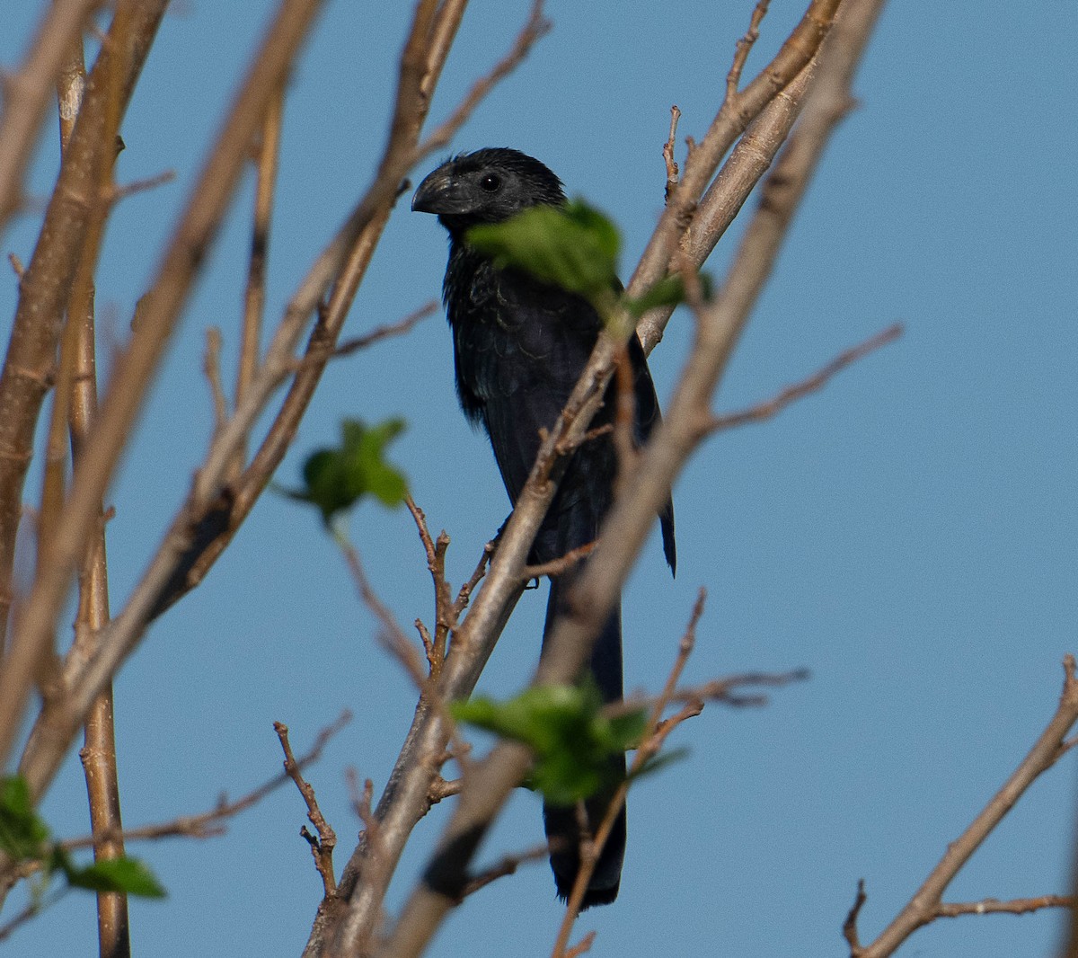 Groove-billed Ani - ML643432894