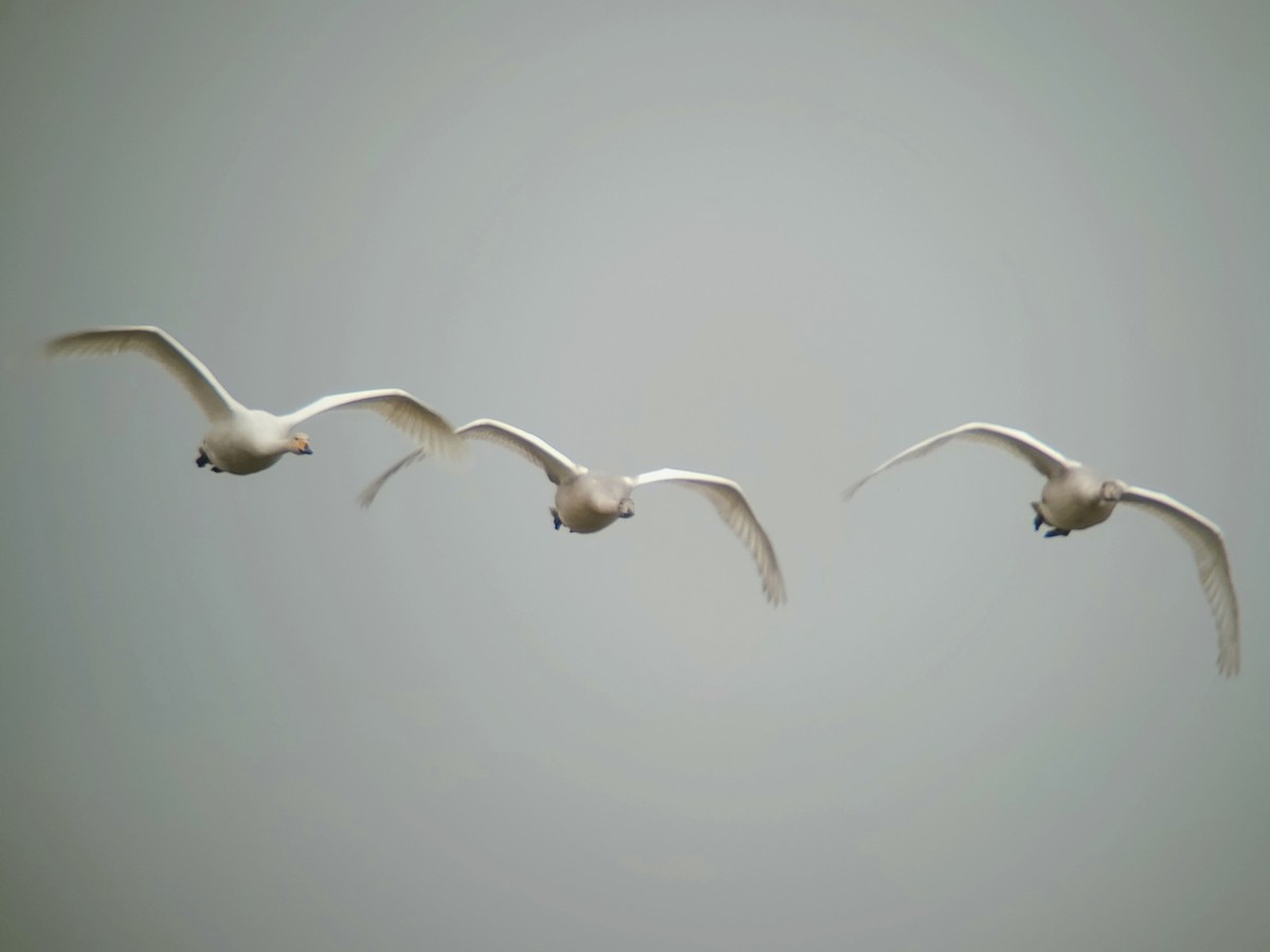 Whooper Swan - ML643432897