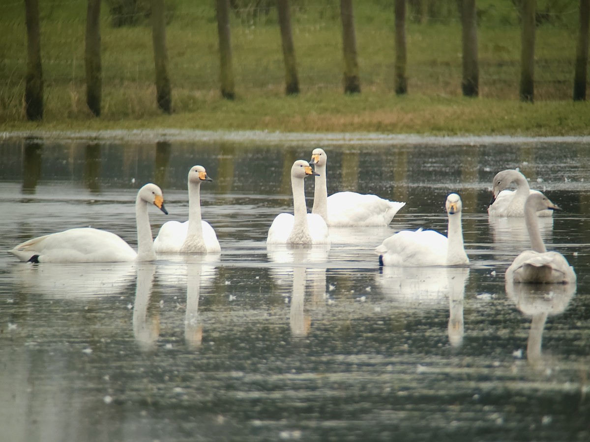 Whooper Swan - ML643432898