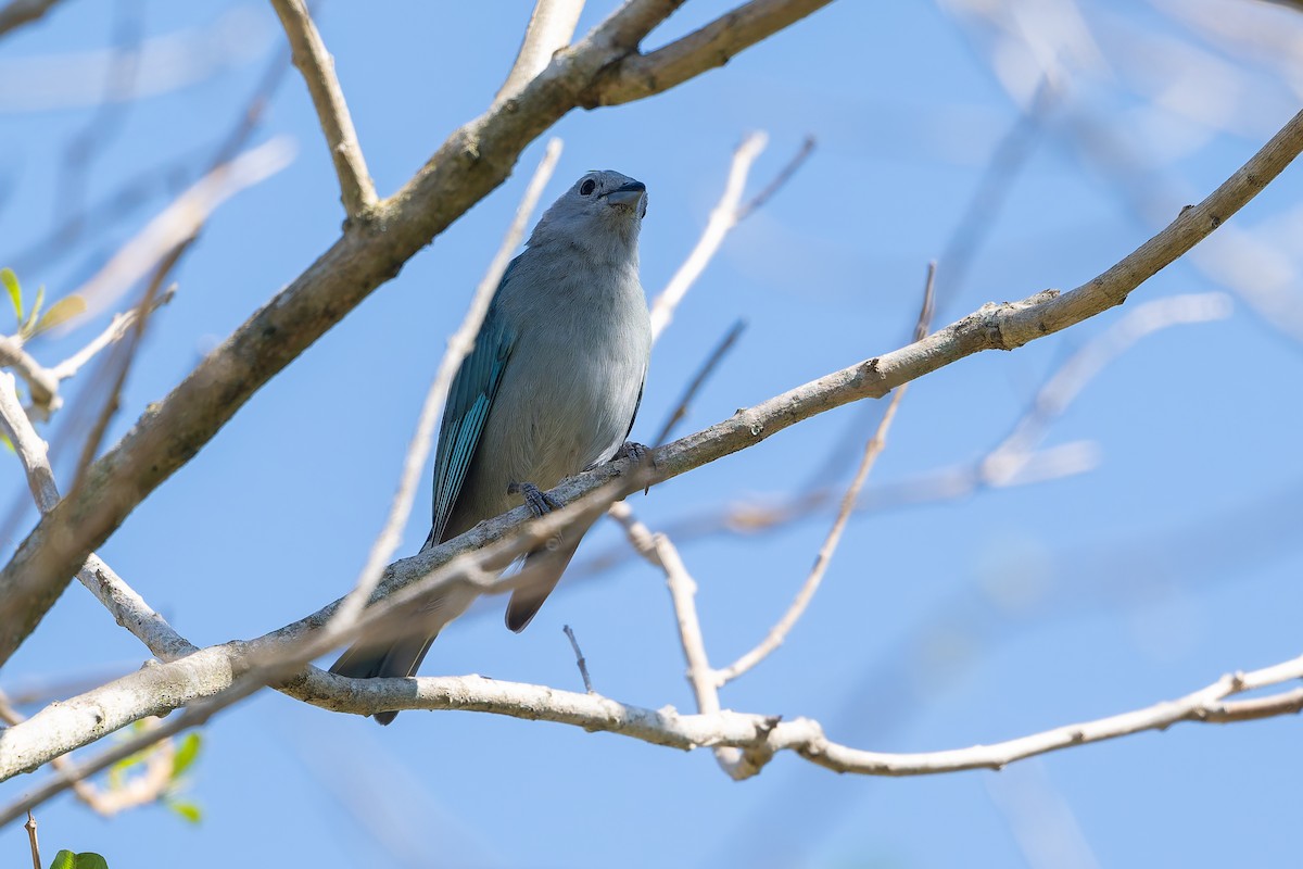 Sayaca Tanager - ML643432899