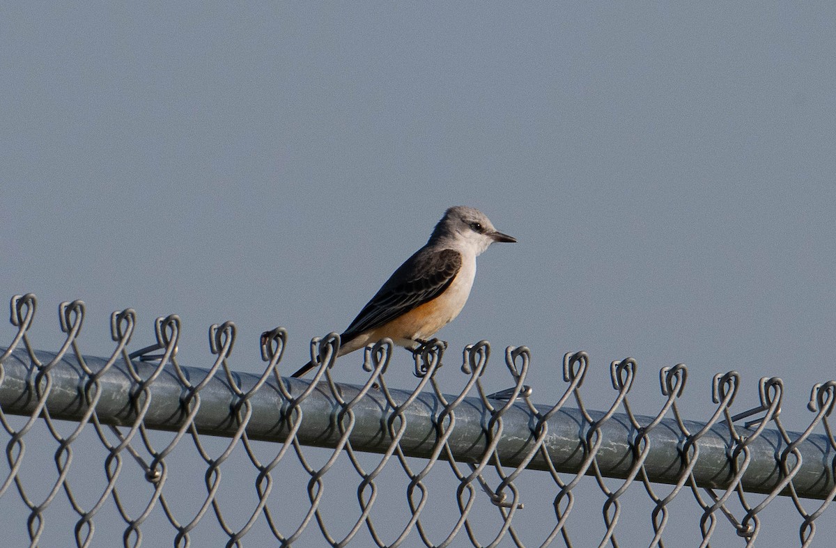 Scissor-tailed Flycatcher - ML643432902