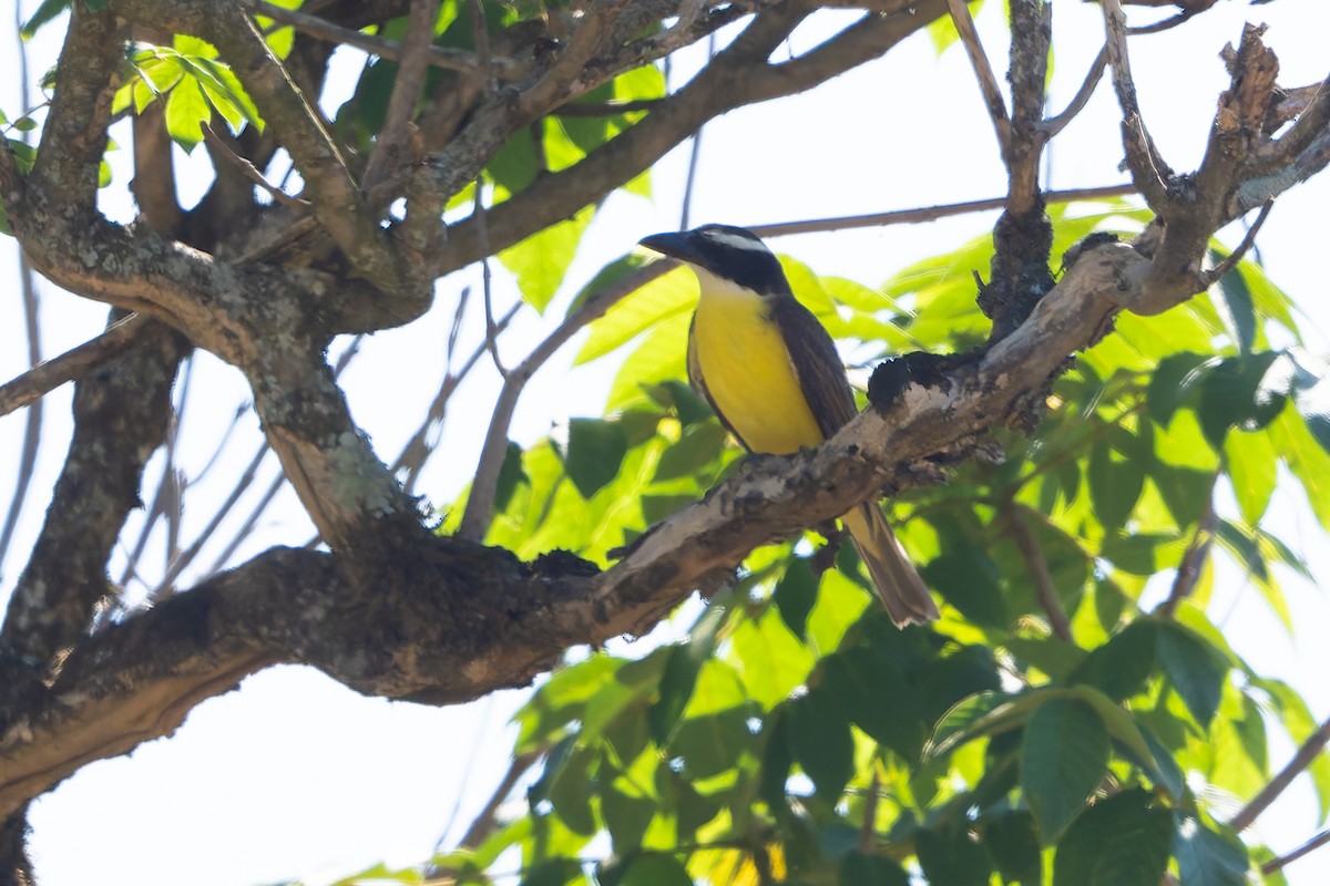 Boat-billed Flycatcher - ML643432905