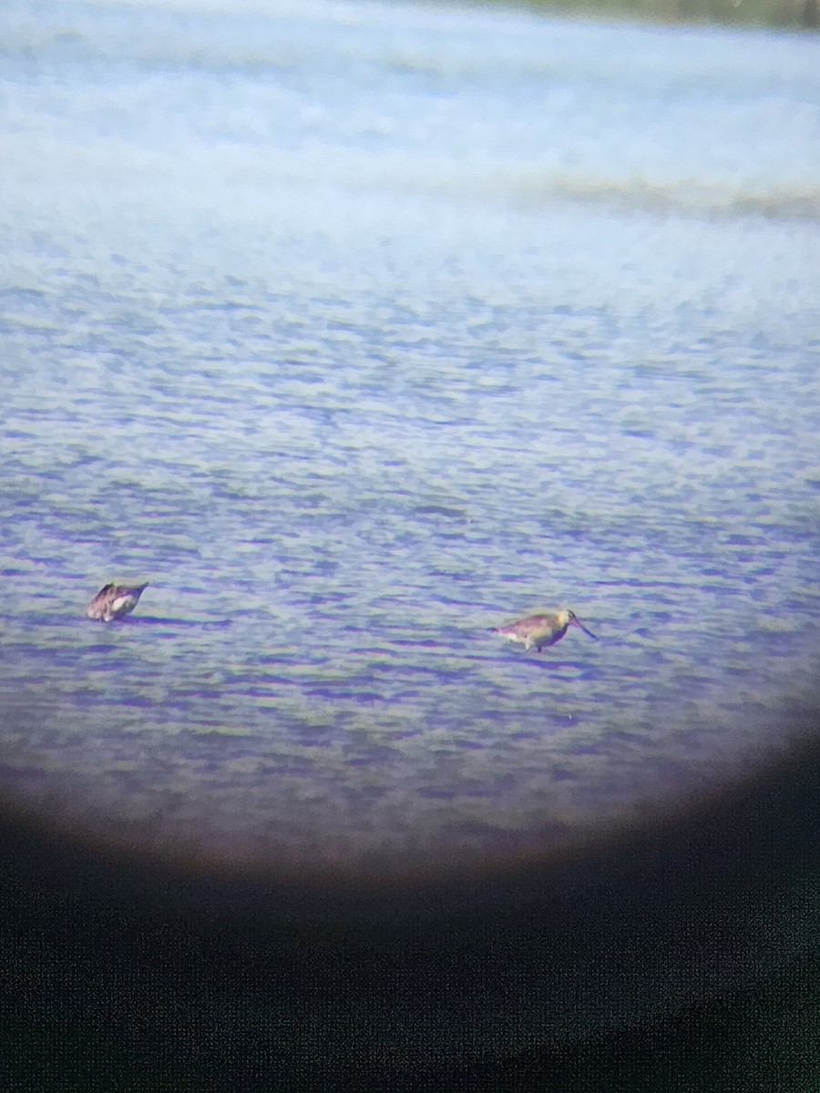Hudsonian Godwit - ML643432906