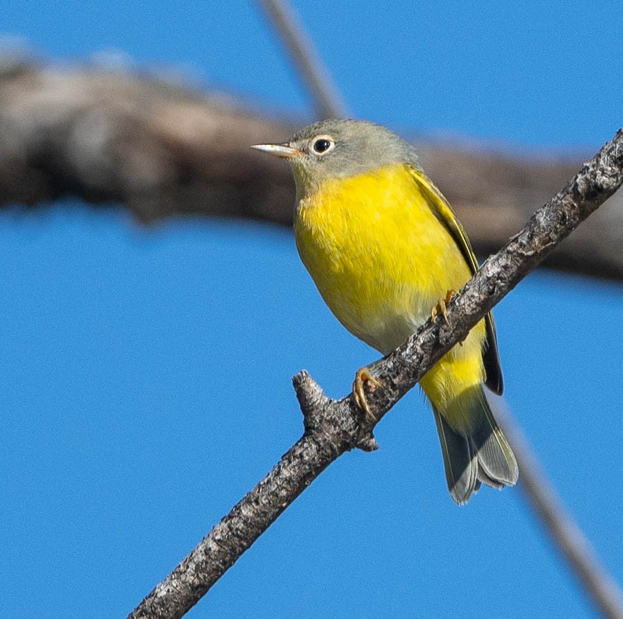 Nashville Warbler - ML643432911