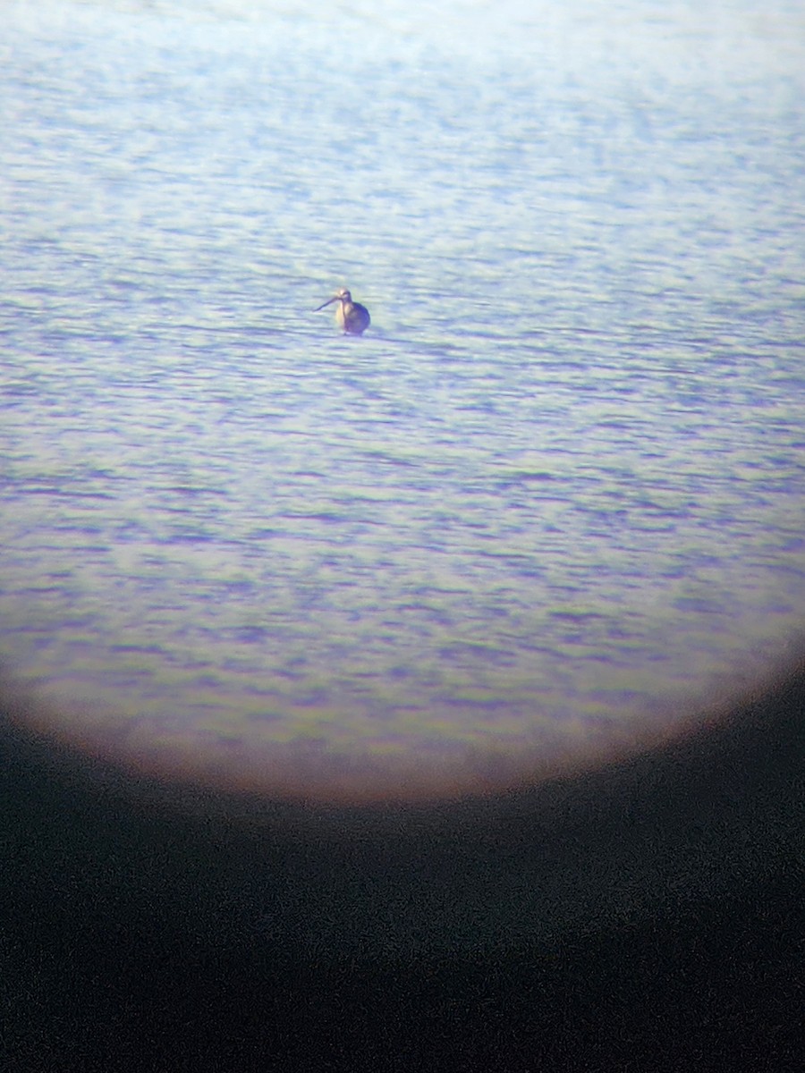 Hudsonian Godwit - ML643432913