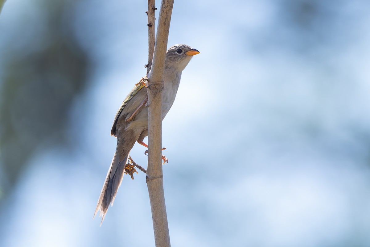 Wedge-tailed Grass-Finch - ML643432916
