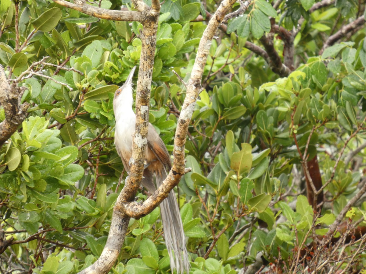 Great Lizard-Cuckoo - ML643432930