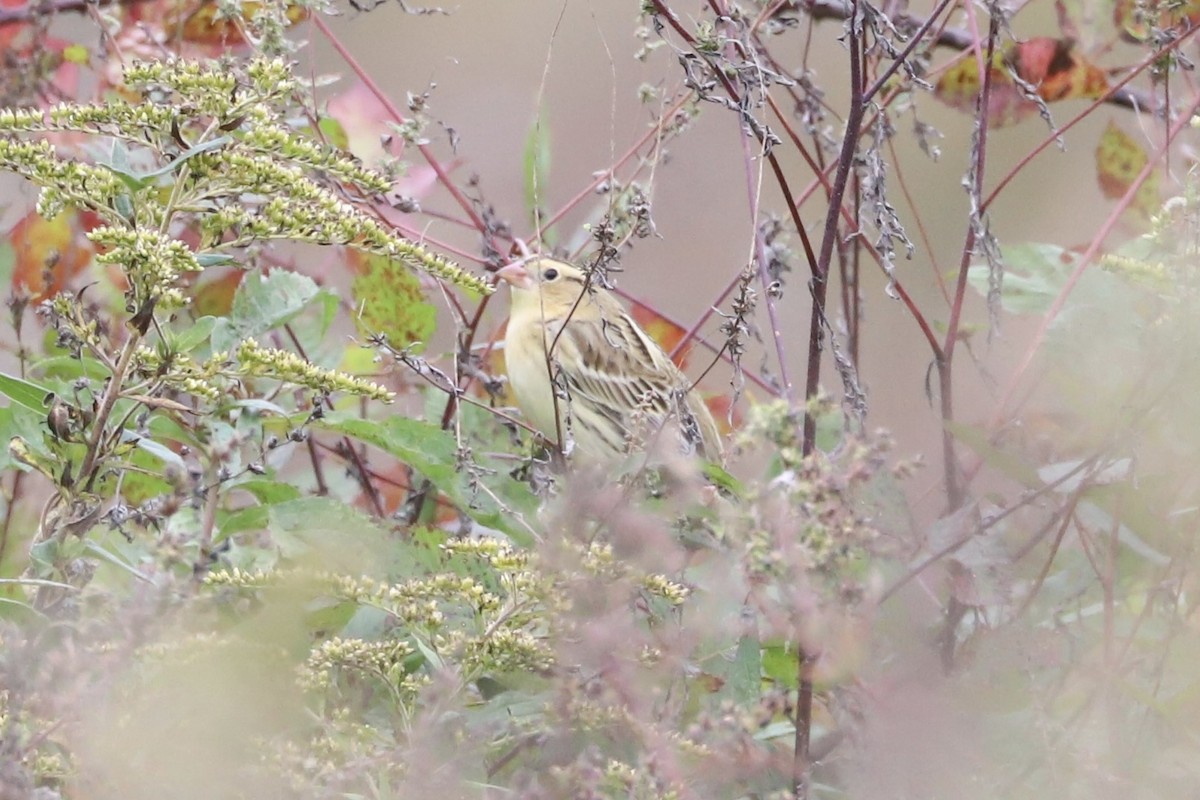 Bobolink - ML643432935