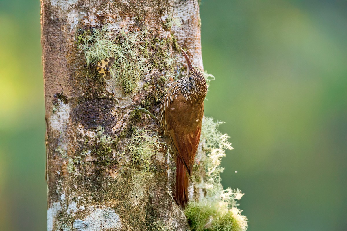 Montane Woodcreeper - ML643432946