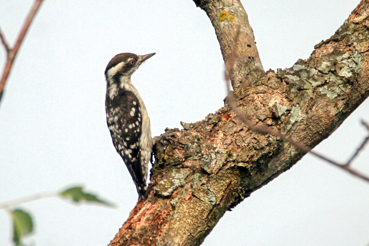 Brown-capped Pygmy Woodpecker - ML643432947