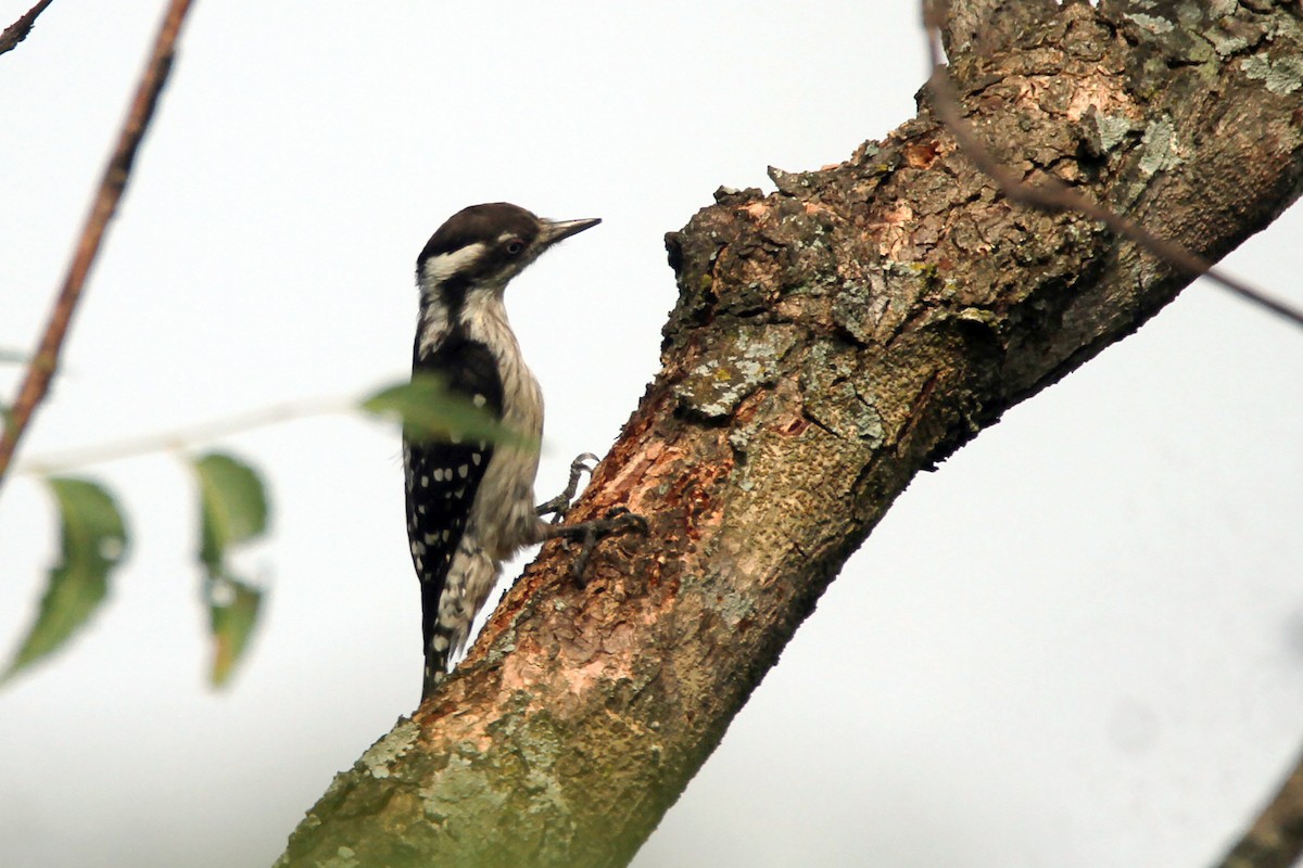 Brown-capped Pygmy Woodpecker - ML643432948