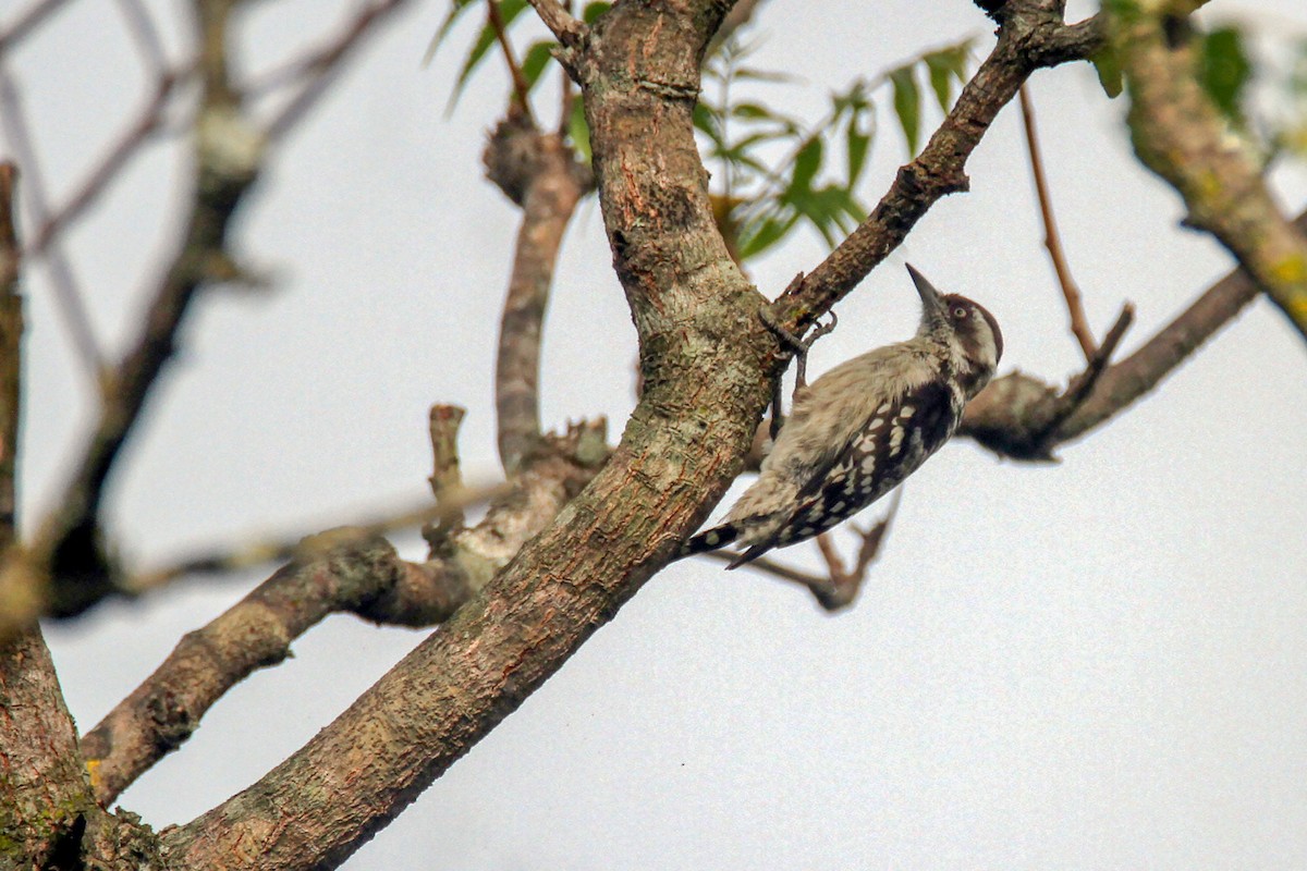 Brown-capped Pygmy Woodpecker - ML643432950