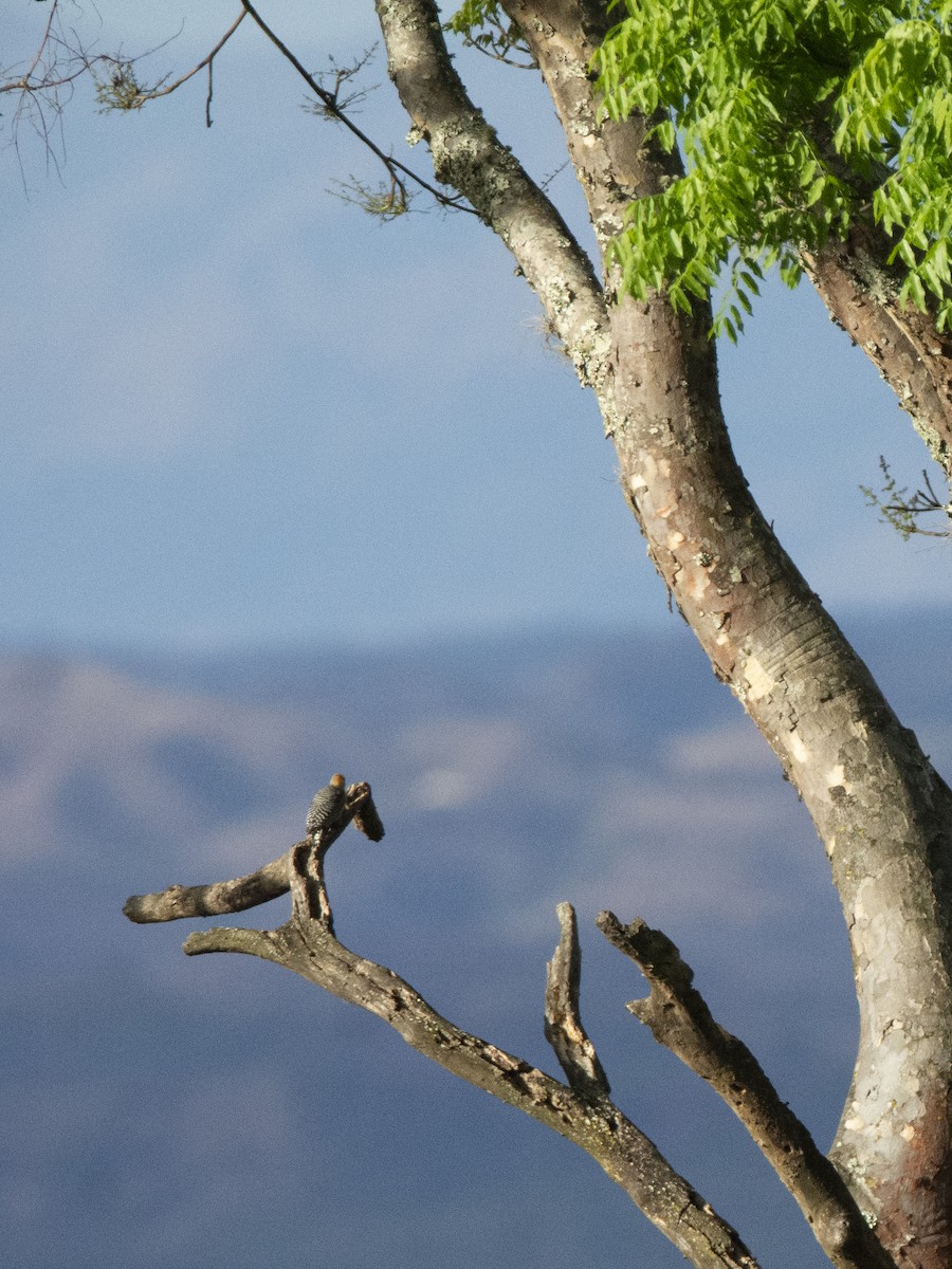 Red-crowned Woodpecker - ML643432952