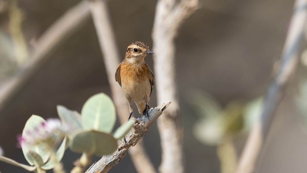 Whinchat - ML643432981