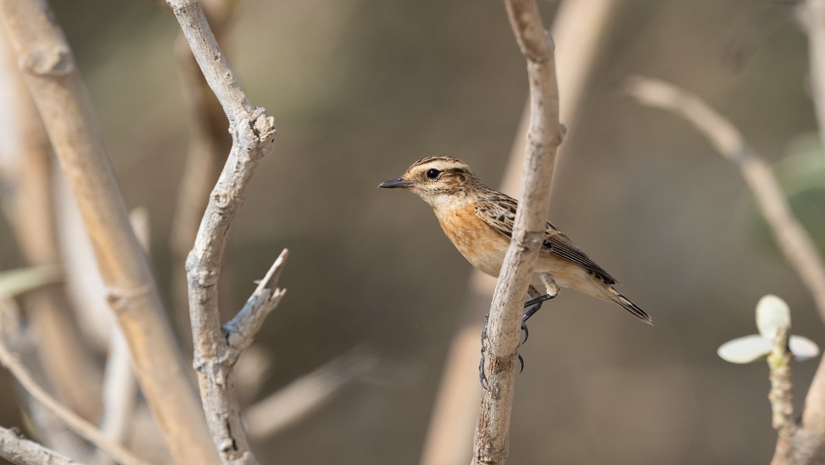Whinchat - ML643432982