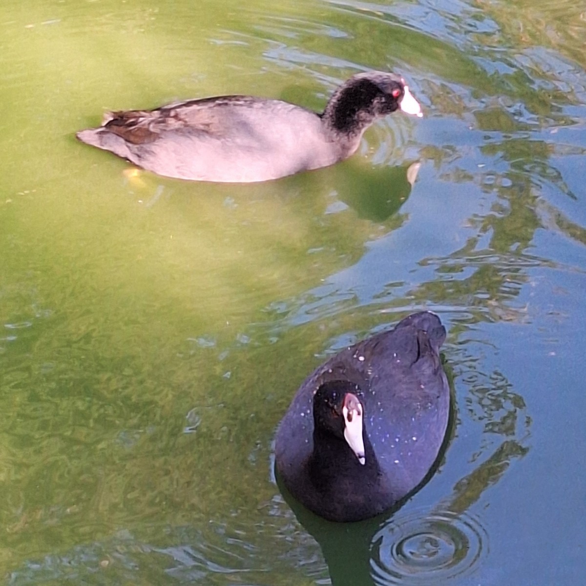 American Coot - ML643432983