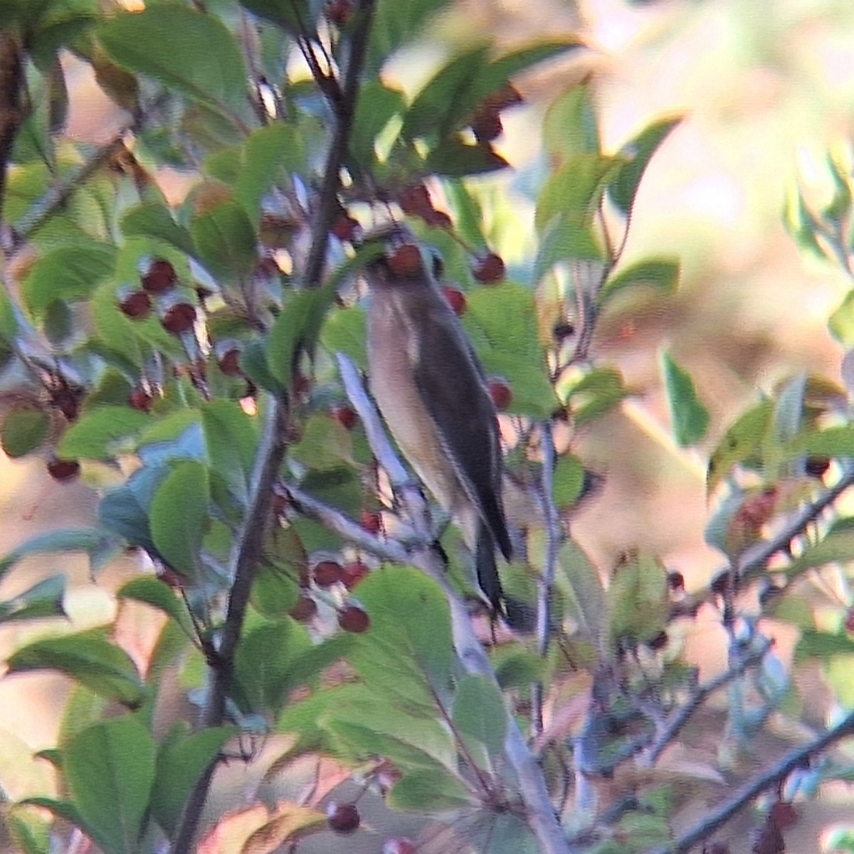 Cedar Waxwing - ML643433009