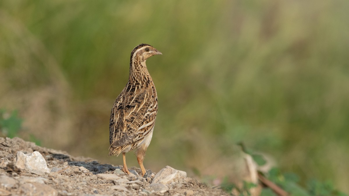 Common Quail - ML643433017