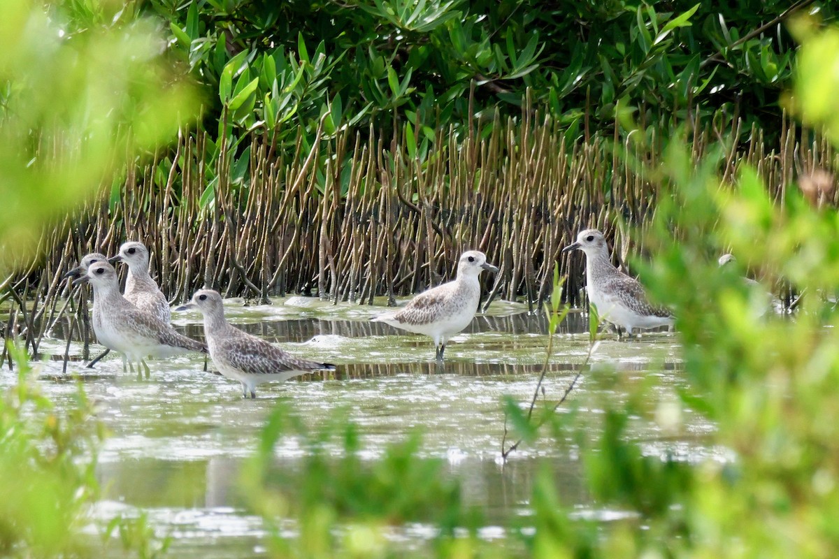 Black-bellied Plover - ML643433021