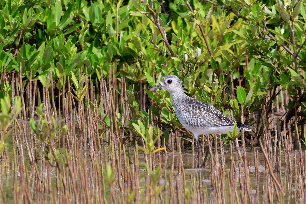 Black-bellied Plover - ML643433022