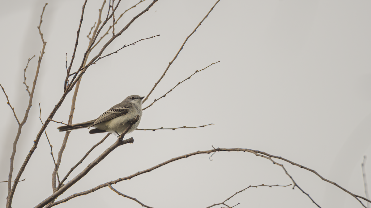 Suiriri Flycatcher - ML643433031