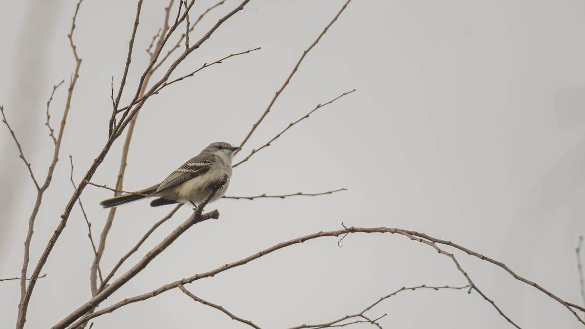 Suiriri Flycatcher - ML643433032