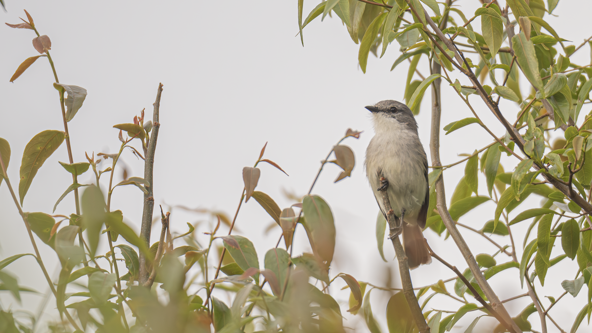 Suiriri Flycatcher - ML643433033