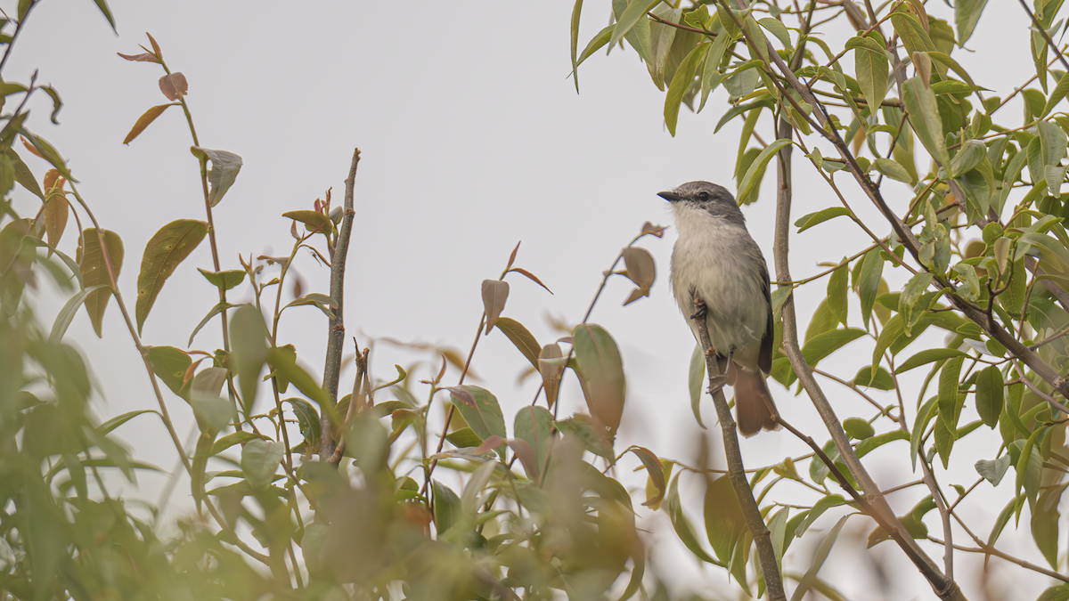 Suiriri Flycatcher - ML643433034