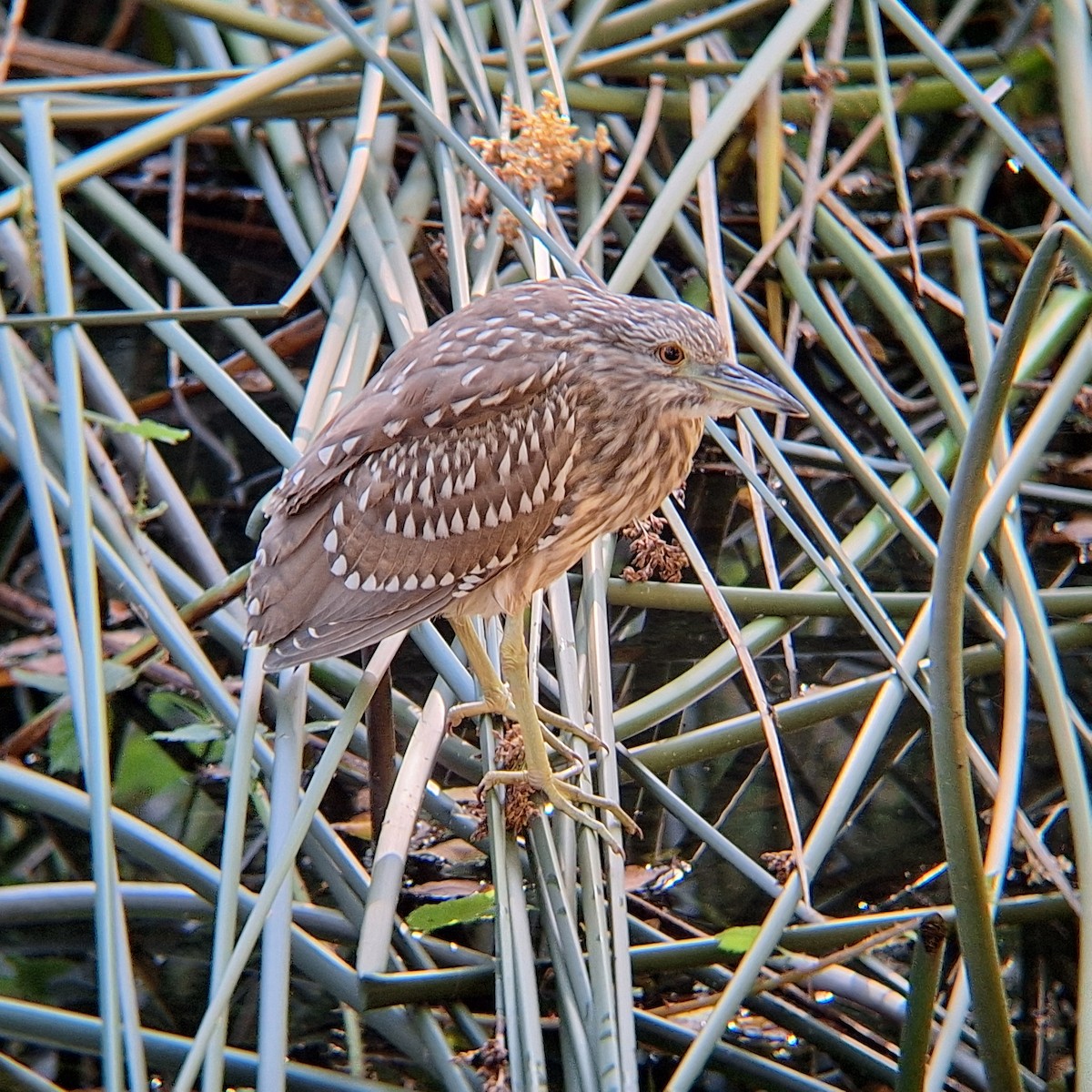 Black-crowned Night Heron - ML643433035