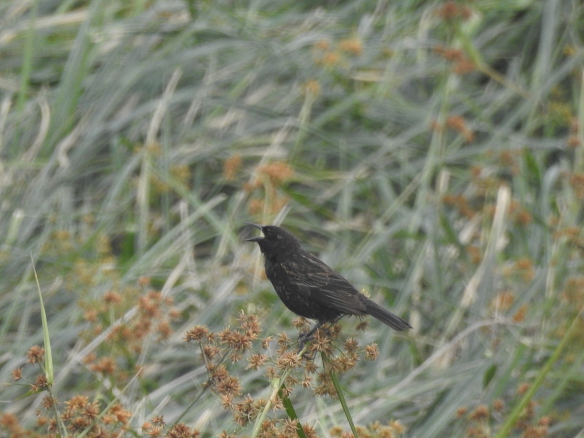 Yellow-winged Blackbird - ML643433036