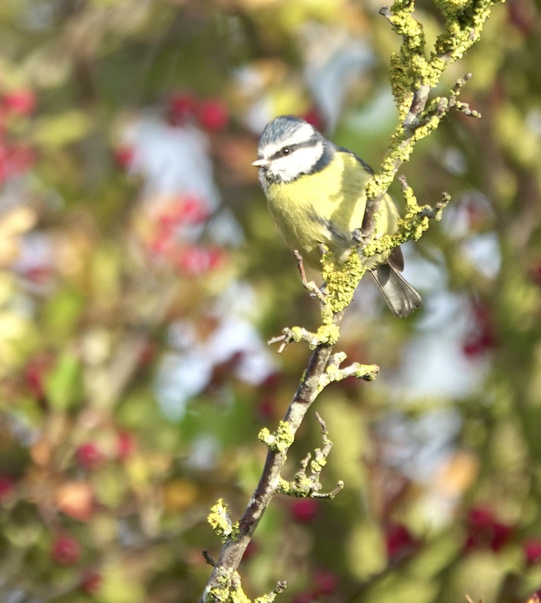Eurasian Blue Tit - ML643433045