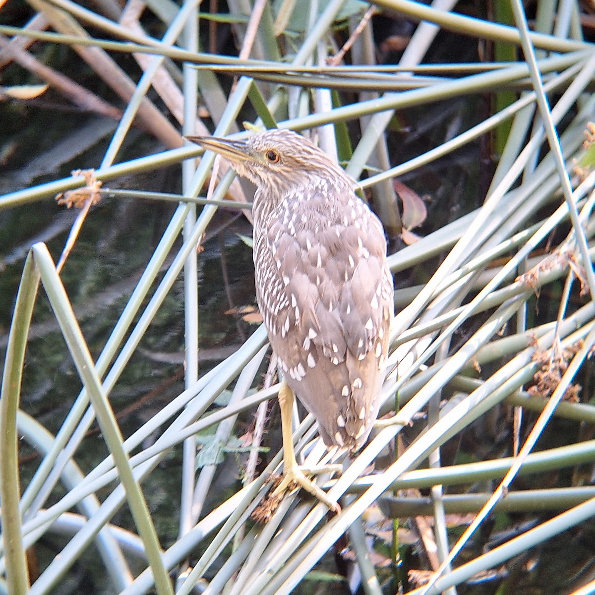 Black-crowned Night Heron - ML643433050