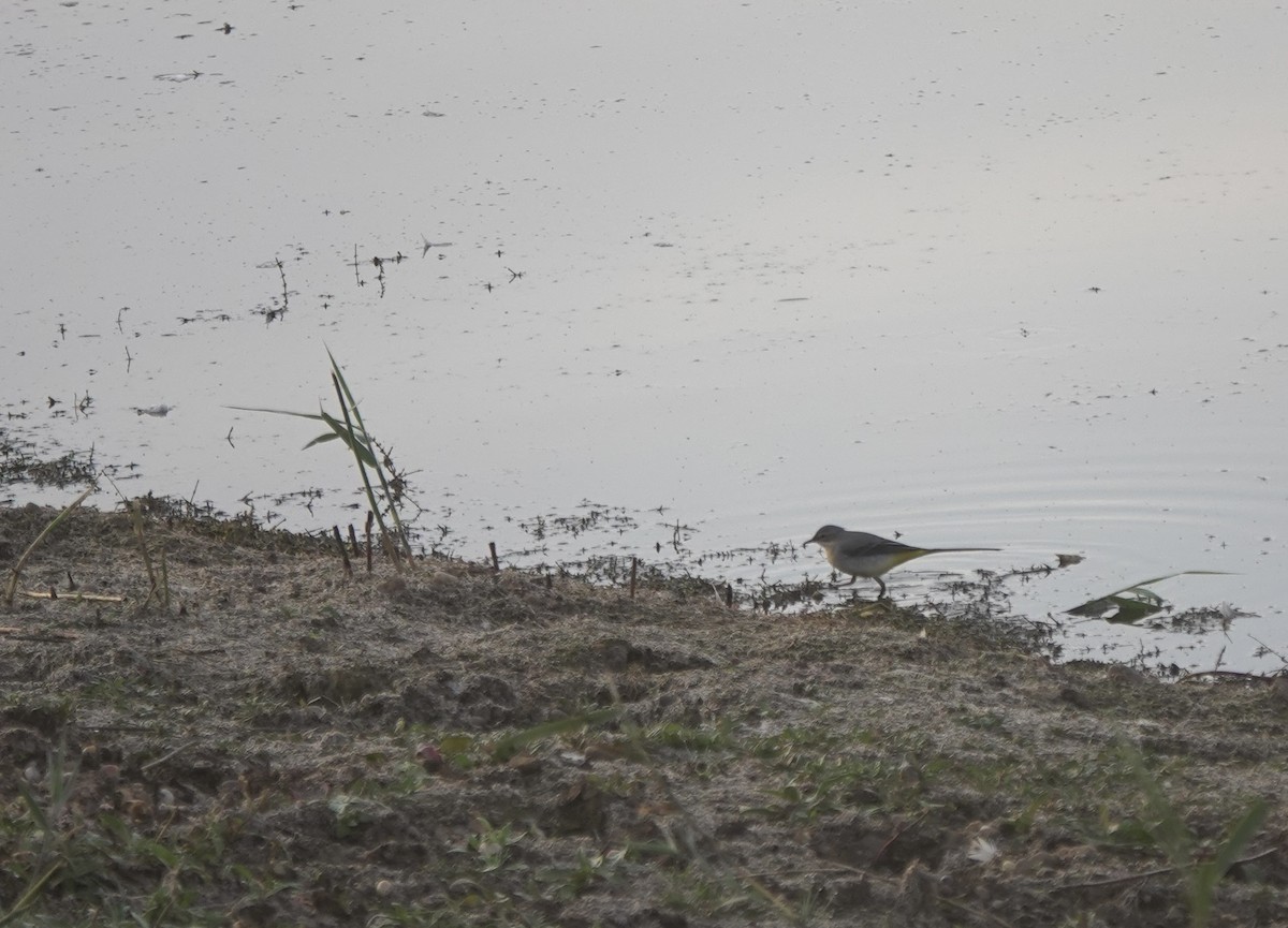 Gray Wagtail - ML643433122