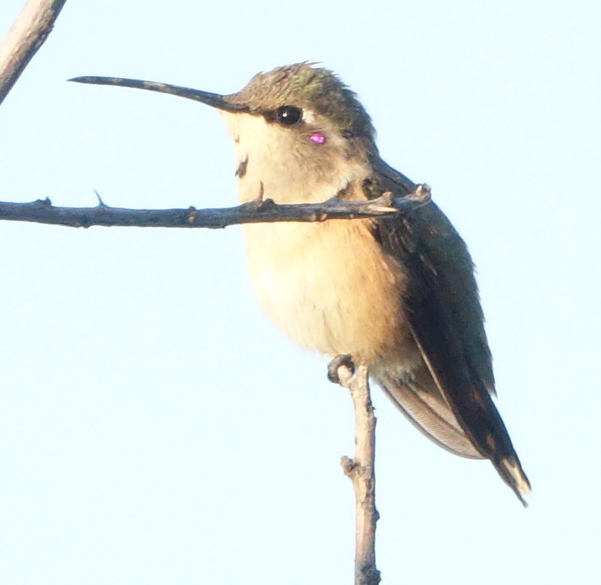Işıldayan Kolibri - ML643433141