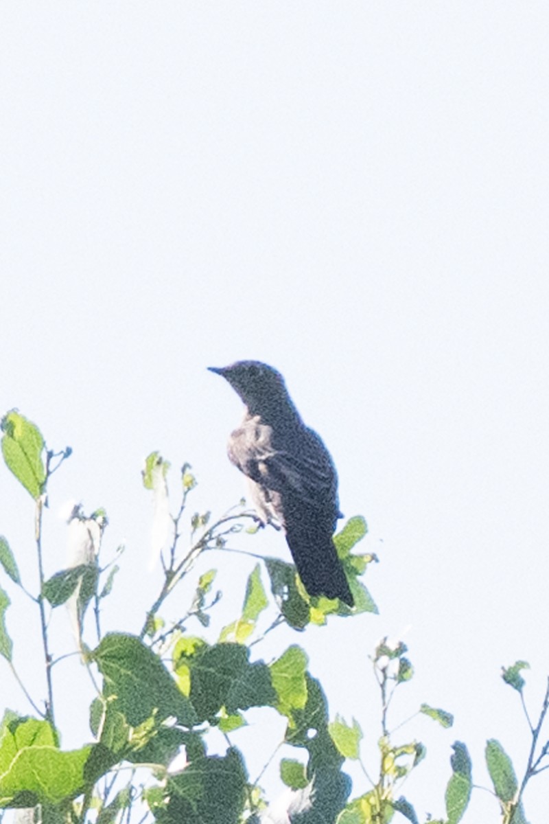 Townsend's Solitaire - ML643433143