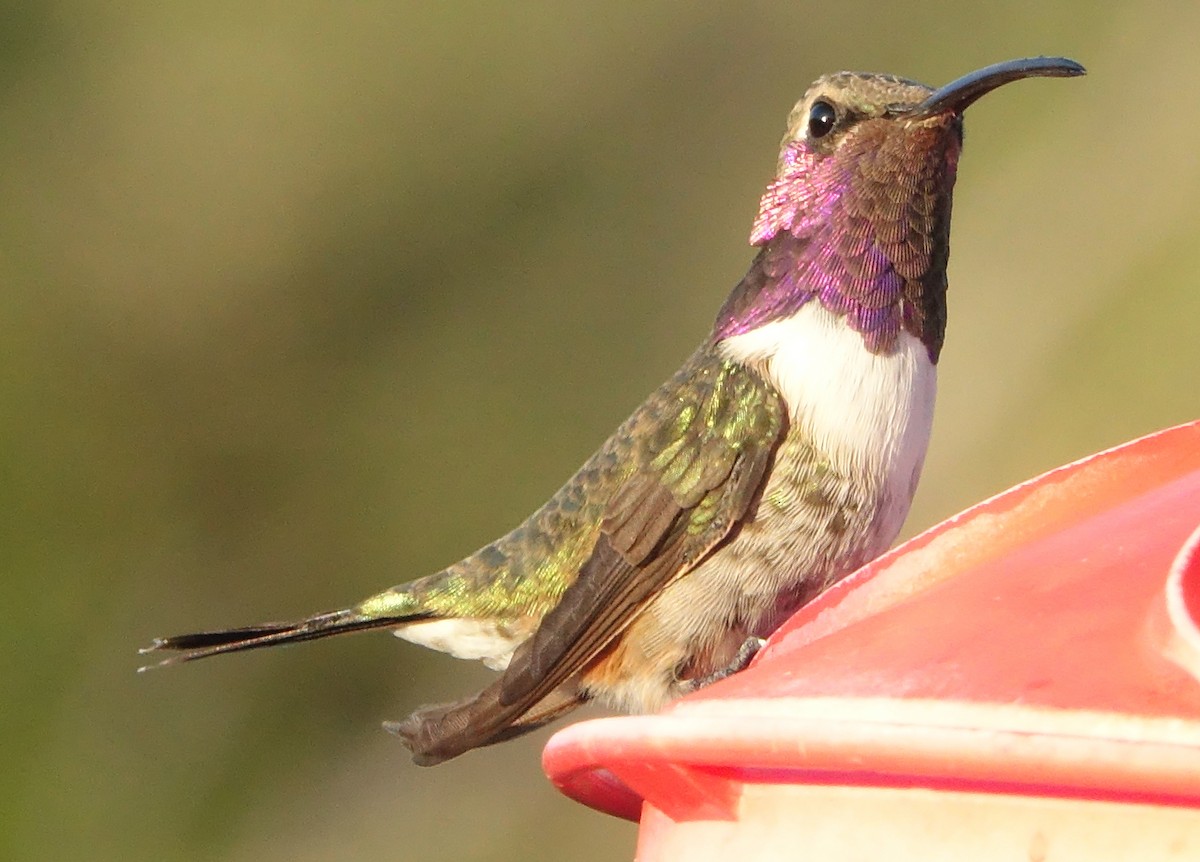 Işıldayan Kolibri - ML643433144