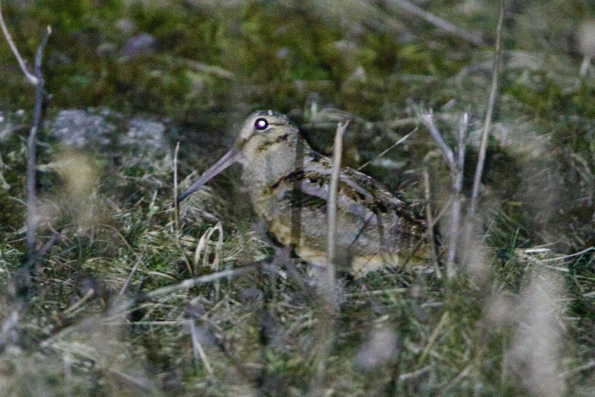 Küçük Çulluk - ML643433152