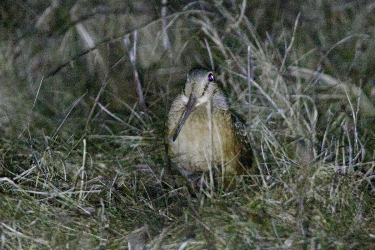 Küçük Çulluk - ML643433154