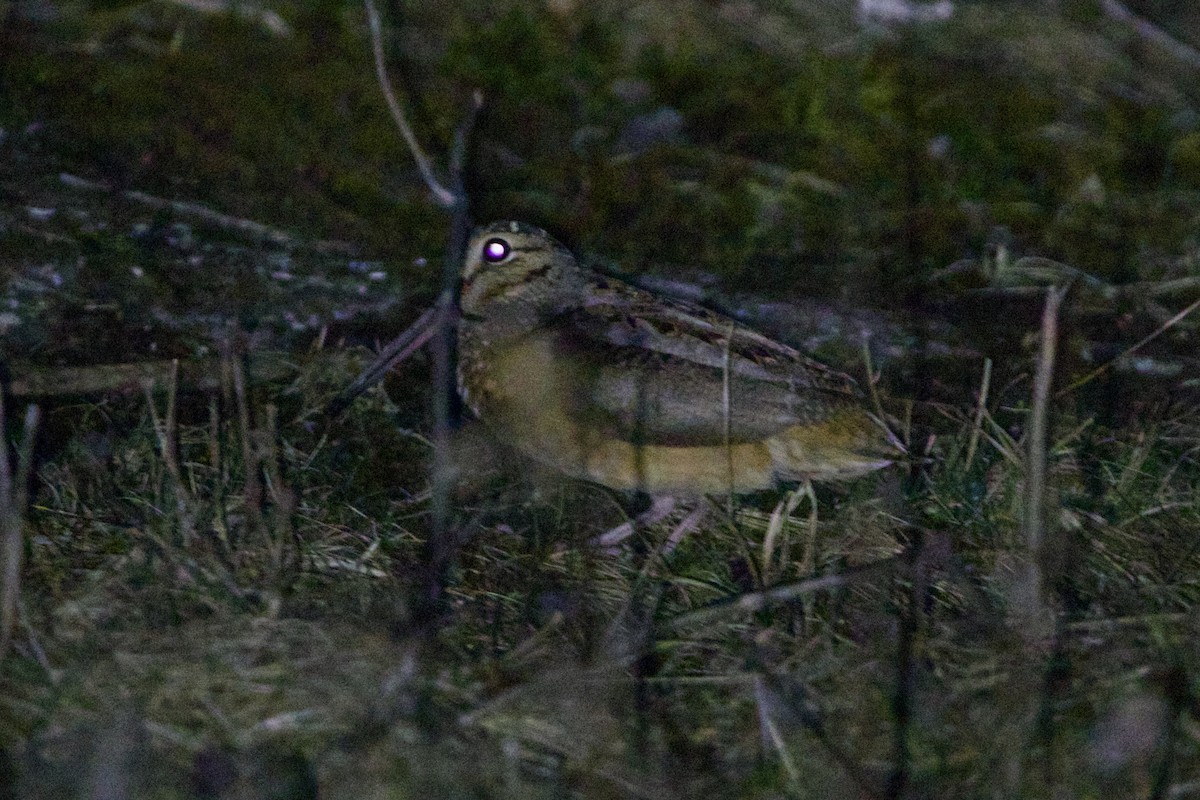 Küçük Çulluk - ML643433155