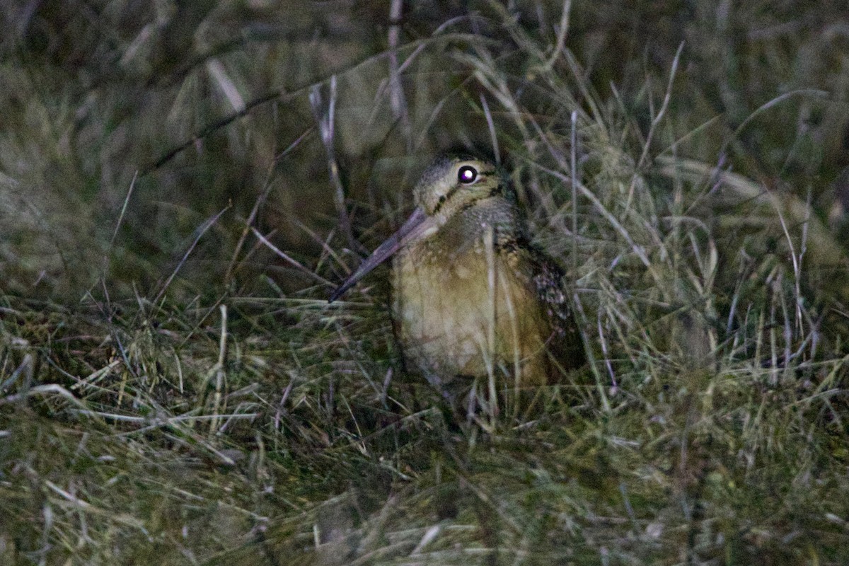 Küçük Çulluk - ML643433156