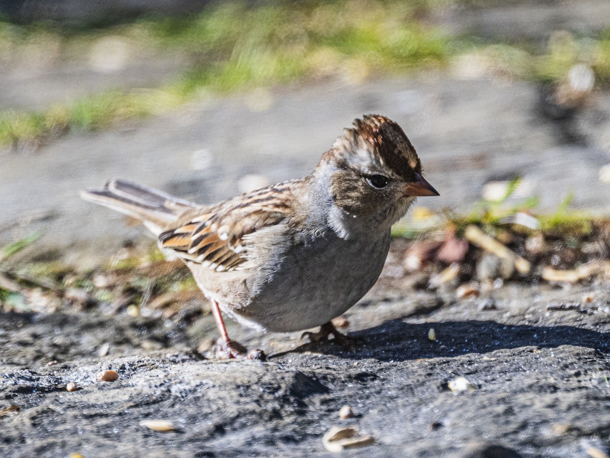Chipping Sparrow - ML643433179