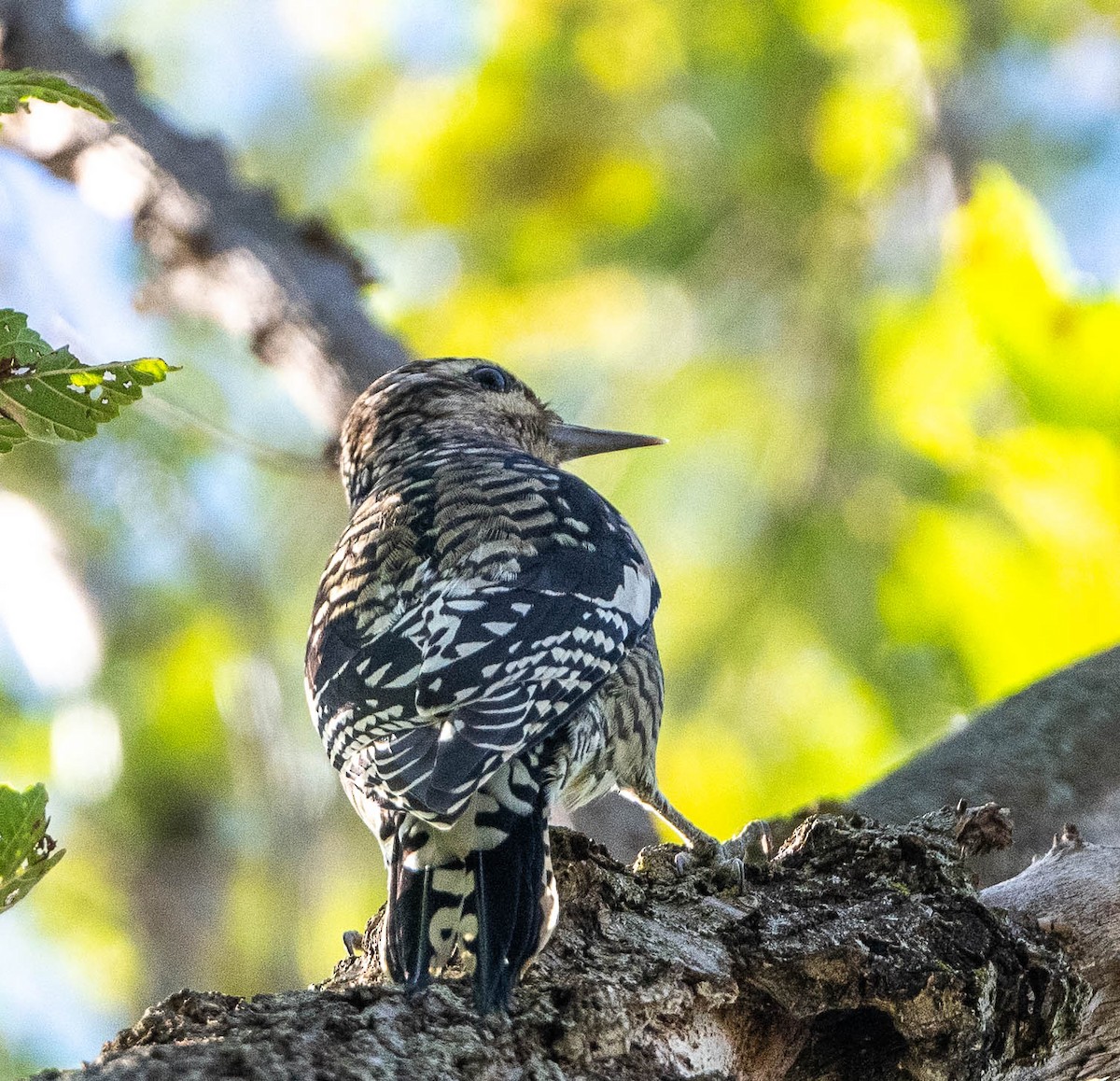 Yellow-bellied Sapsucker - ML643433183