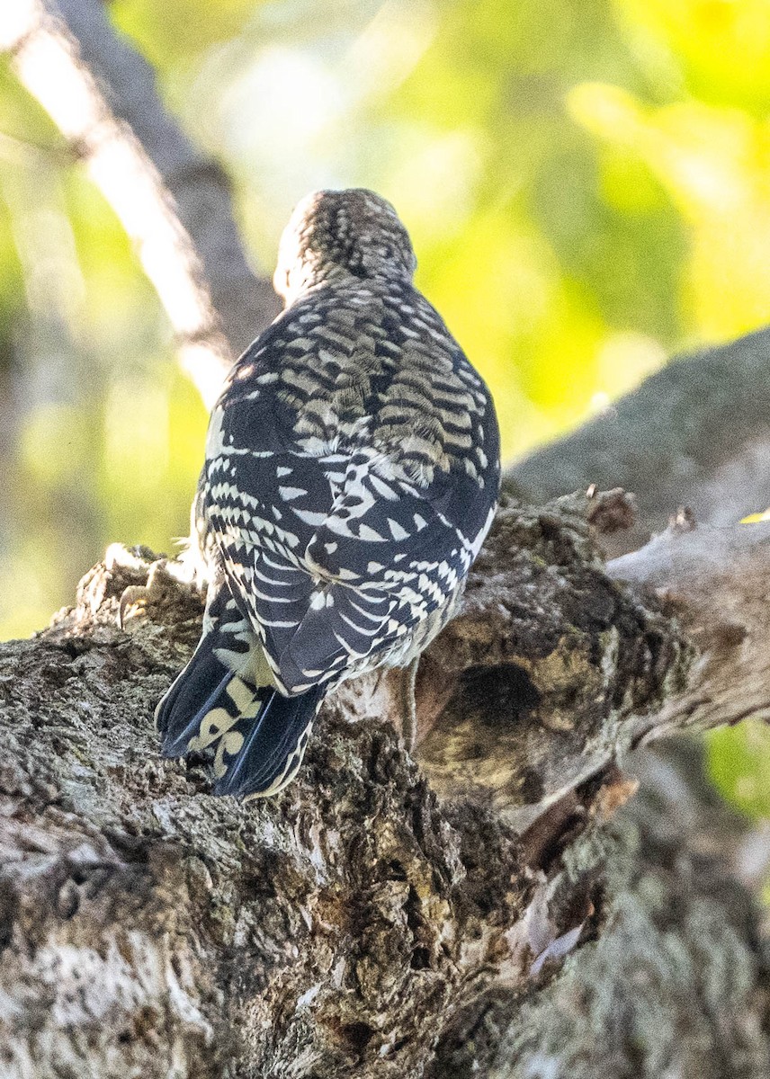 Yellow-bellied Sapsucker - ML643433184