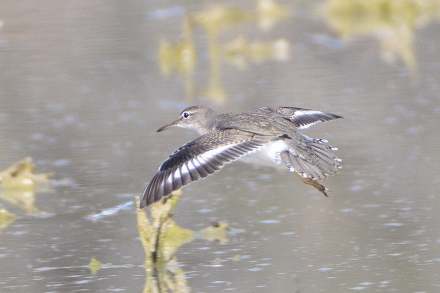 flekksnipe - ML643433218